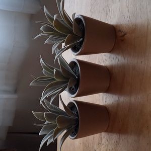 Set of 3 mini faux succulents.